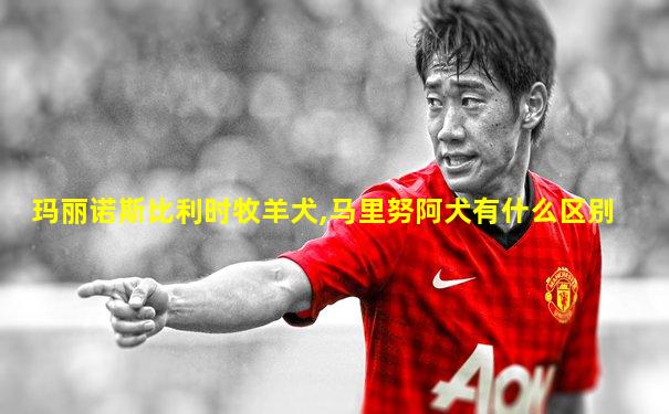 玛丽诺斯比利时牧羊犬,马里努阿犬有什么区别